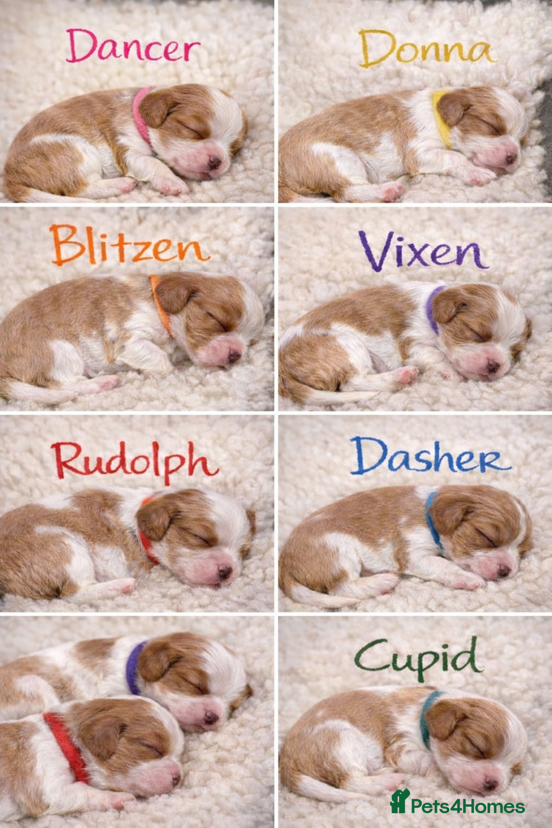 Cavalier King Charles Spaniel dogs for sale: King Charles Cavalier Puppies 5⭐️Breeder Blenheim - Advert 1