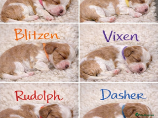 Cavalier King Charles Spaniel dogs King Charles Cavalier Puppies 5⭐️Breeder Blenheim - Advert 1