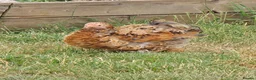 Chickens poultry for sale: Pekin Bantam pullets - Advert 3