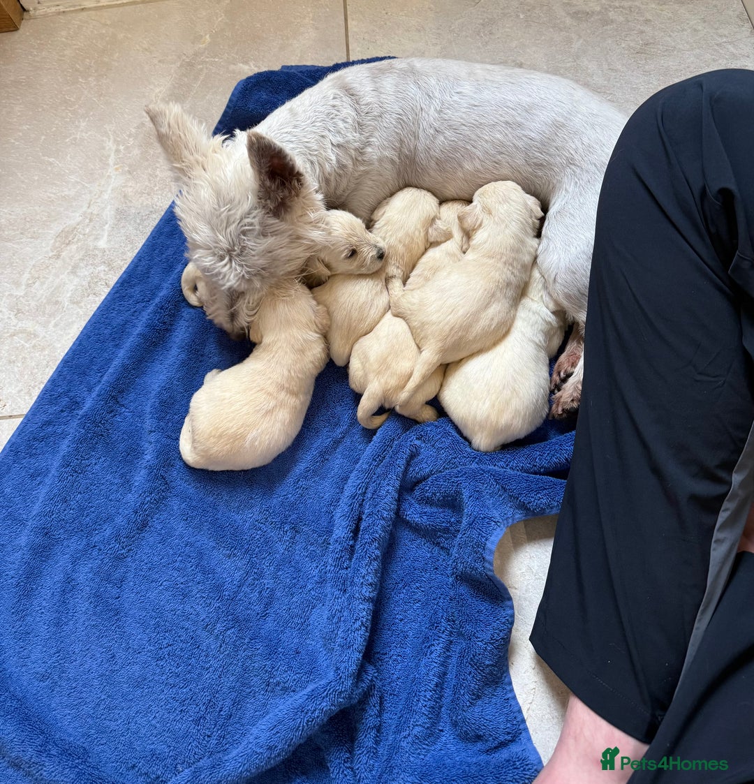 Mixed Breed dogs for sale: DNA Health tested Westiepoos  - Image 1