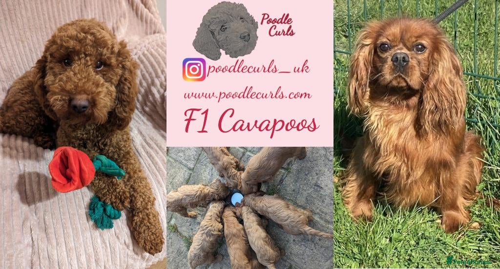 Cavapoo dogs Waiting list open F1 CAVAPOOS DUE LATE MAY - Advert 1