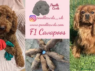 Cavapoo dogs Waiting list open F1 CAVAPOOS DUE LATE MAY - Advert 1