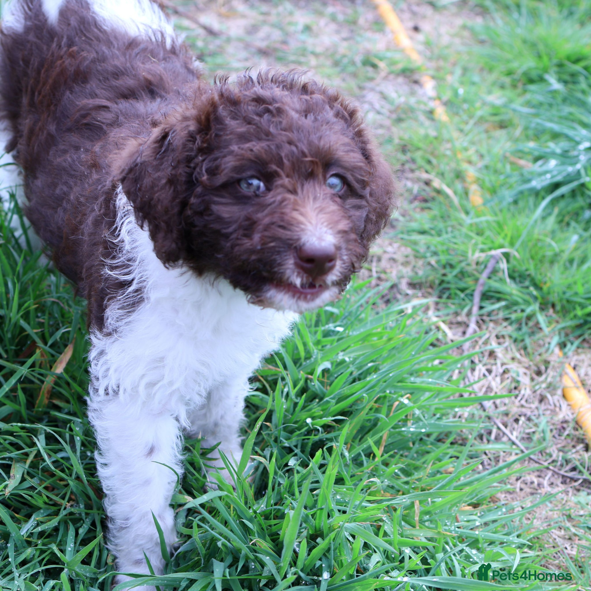 Labradoodle dogs ❤️5th Generation of our own lines, uniquely marked - Advert 6