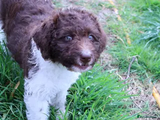 Labradoodle dogs ❤️5th Generation of our own lines, uniquely marked - Advert 6