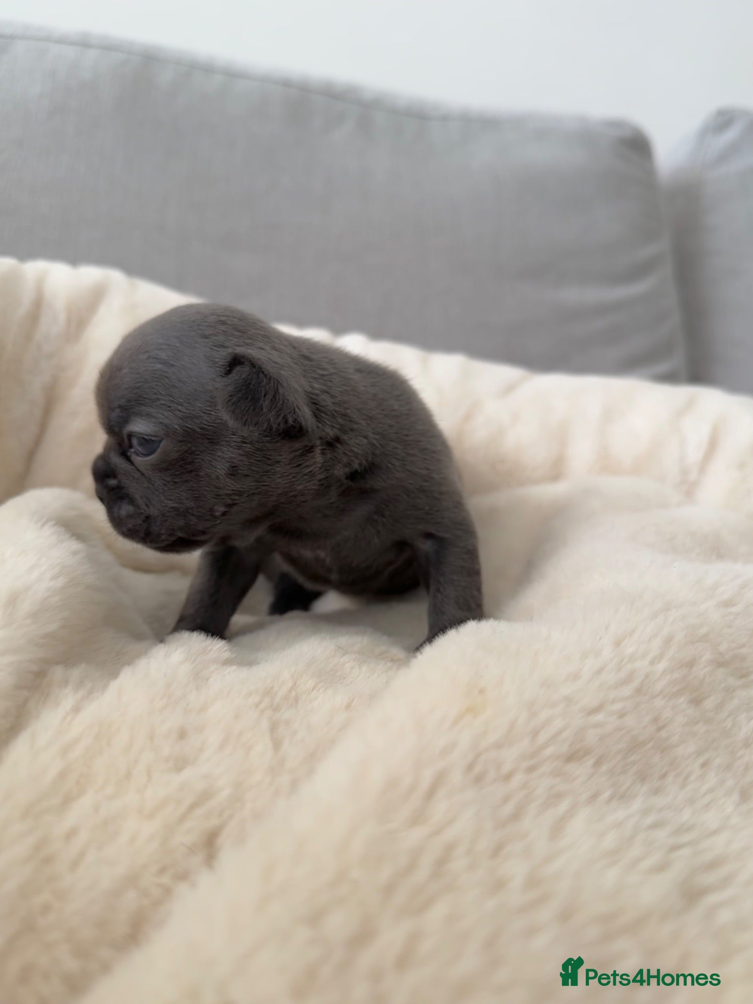 French Bulldog dogs Outstanding French Bulldog puppies  - Advert 2