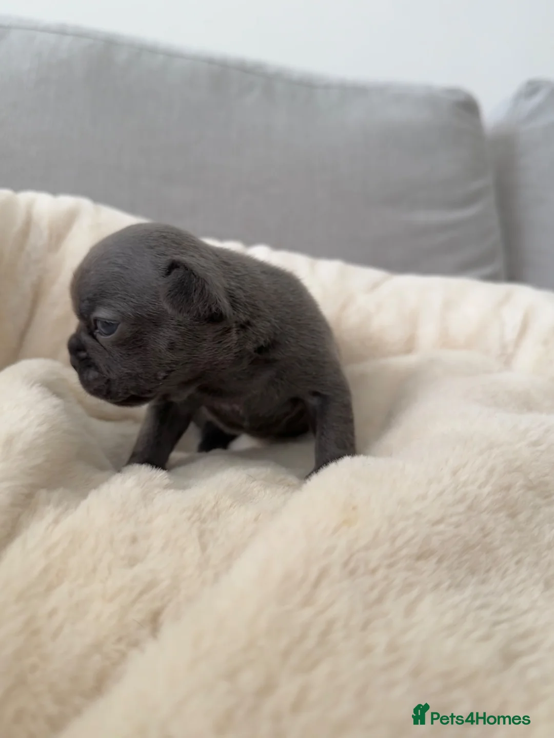 French Bulldog dogs for sale: Outstanding French Bulldog puppies  - Advert 2