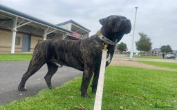 Cane Corso dogs for stud: 2 year old Corso for stud With options  - Image 6