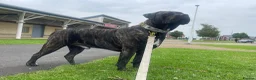Cane Corso dogs for stud: 2 year old Corso stud With options  - Advert 6