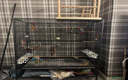 Budgerigars birds for sale: 2 budgies with full set up  - Image 4