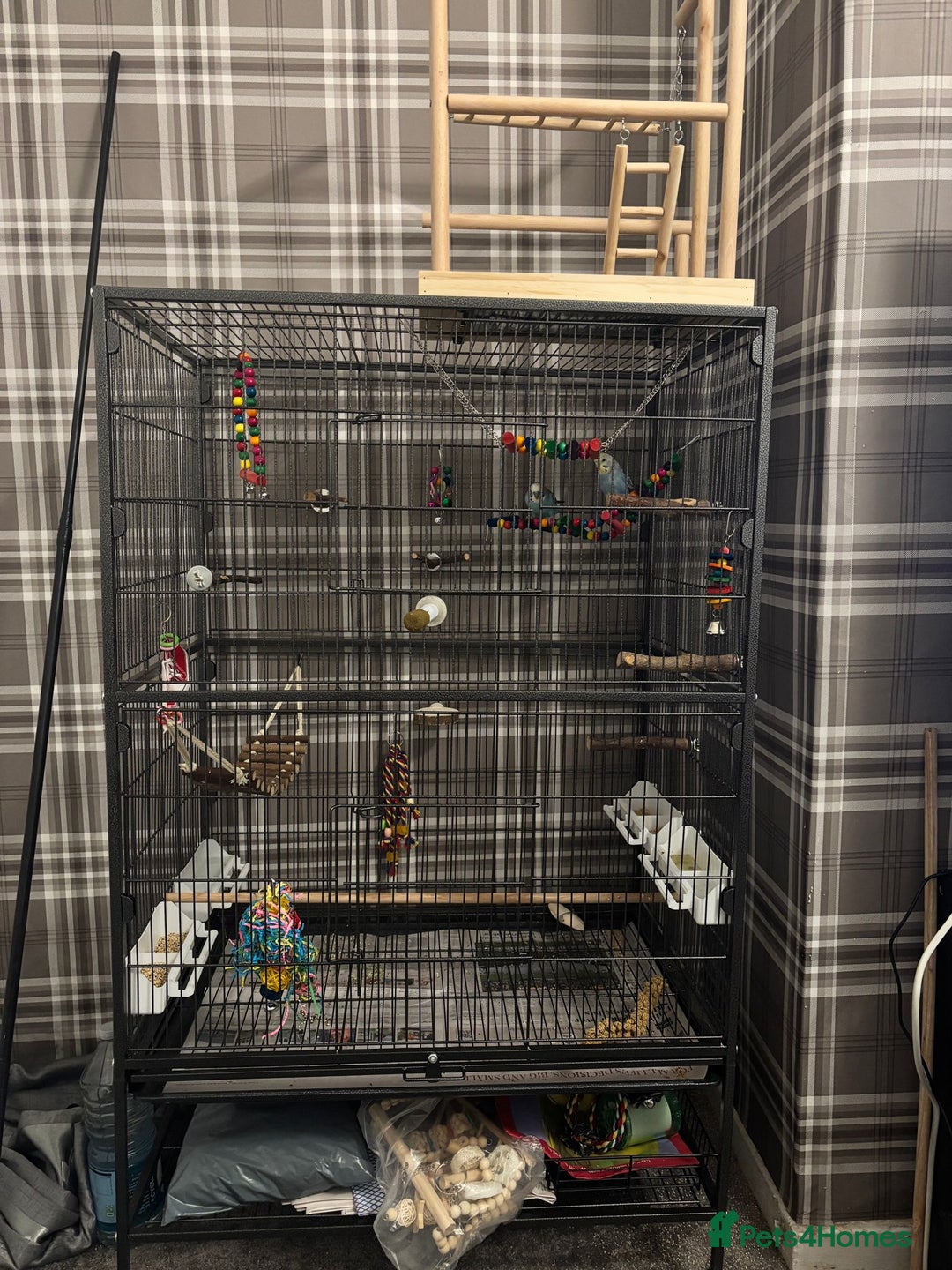 Budgerigars birds for sale: 2 budgies with full set up  - Image 4