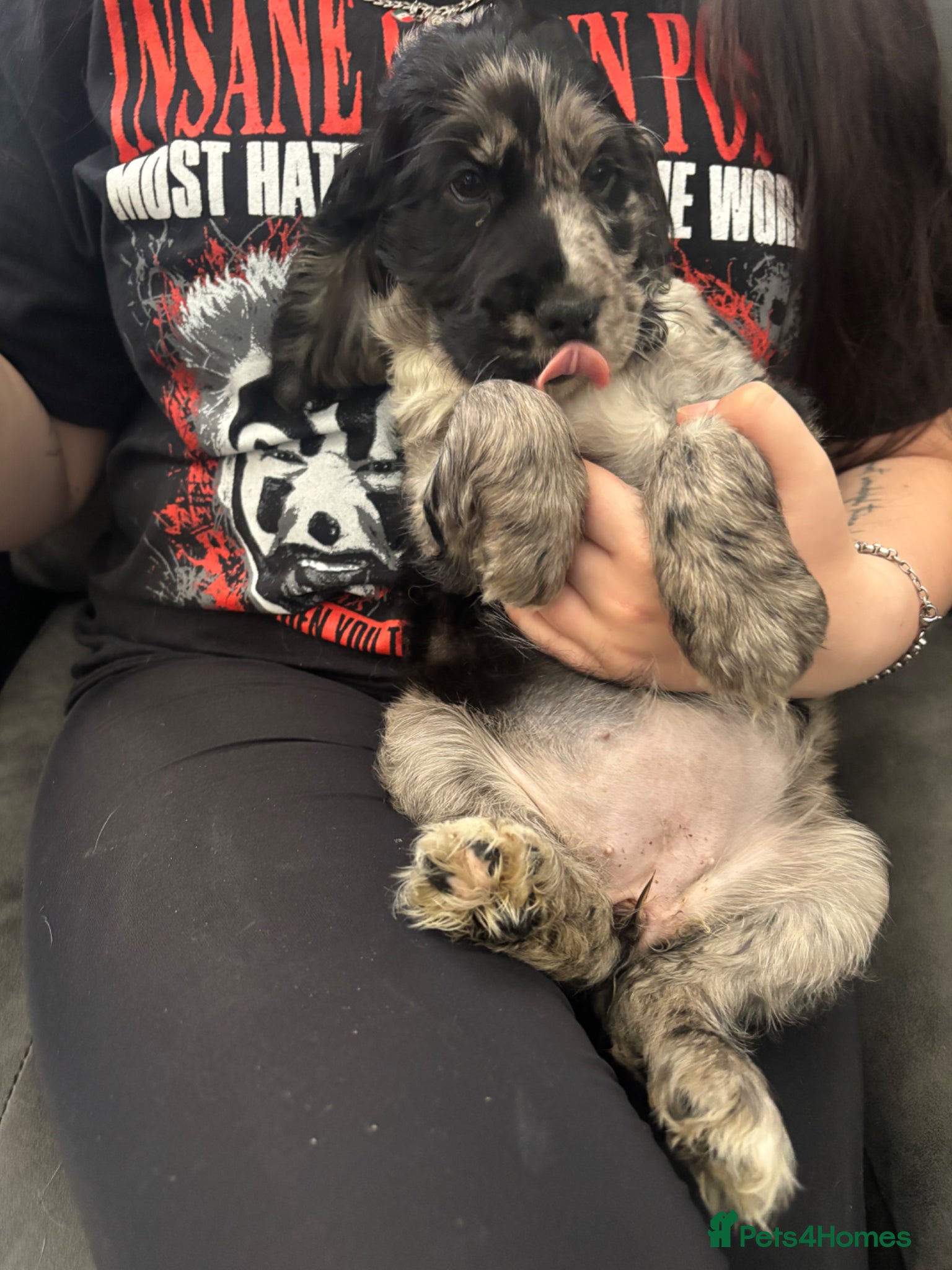 Cocker Spaniel dogs Cocker spaniels - Advert 2