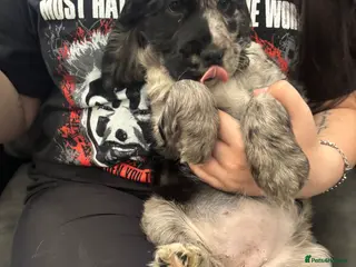 Cocker Spaniel dogs Cocker spaniels - Advert 2