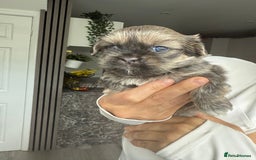 Shih Tzu dogs for sale: SHIT TZU grey puppy - Image 10