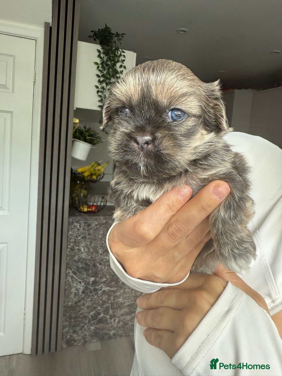Shih Tzu dogs for sale: SHIT TZU grey puppy - Image 10