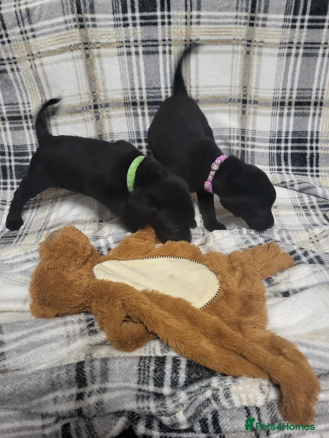 Labrador Retriever dogs for sale: KC registered labrador puppies - Advert 30