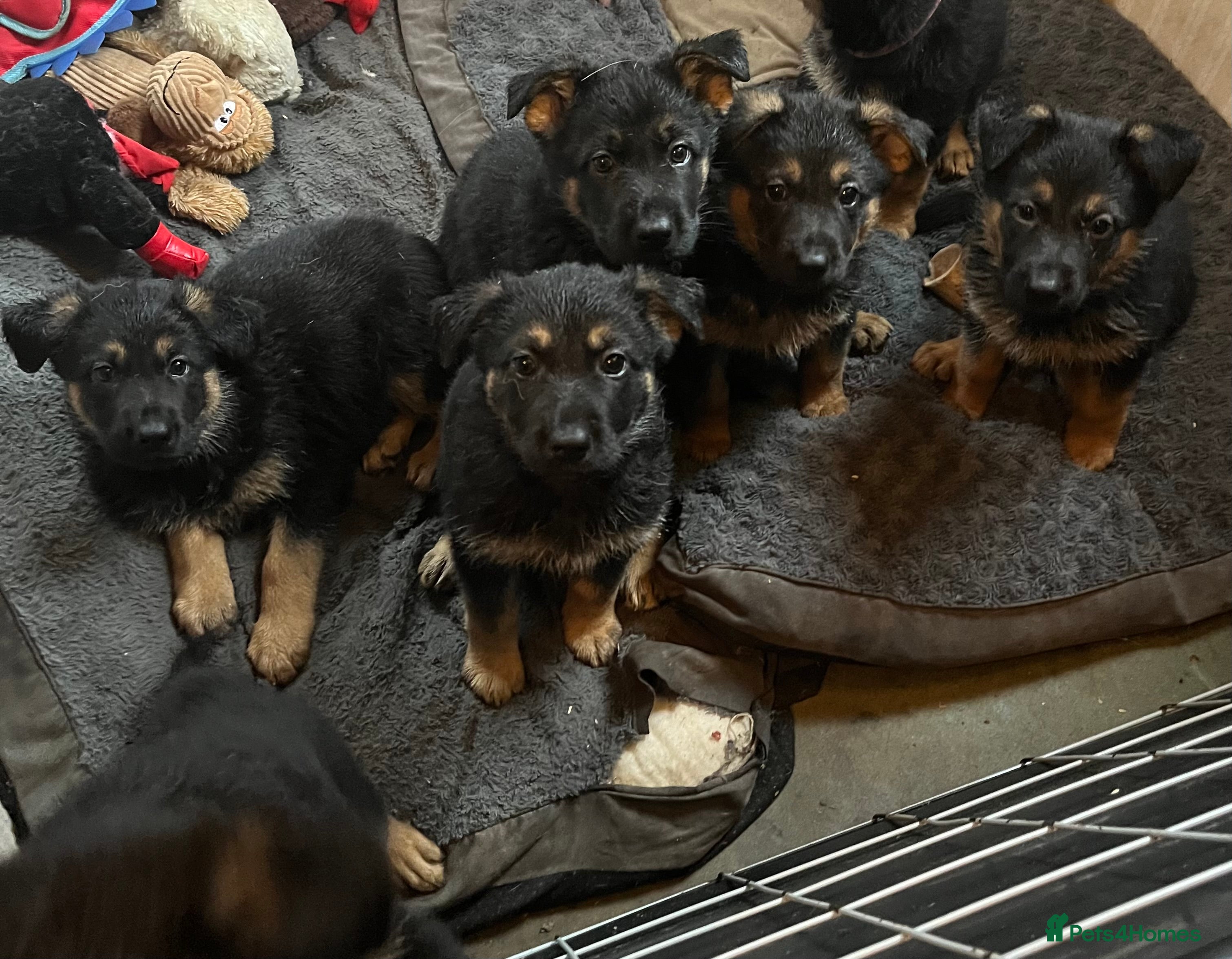 German Shepherd dogs 🐾 Beautiful German Shepherd Puppies! 🐾 - Advert 14