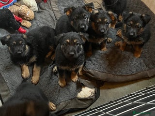German Shepherd dogs - Advert 1