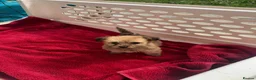 Jackapoo dogs for sale: 6 beautiful jackapoo pups - Advert 4