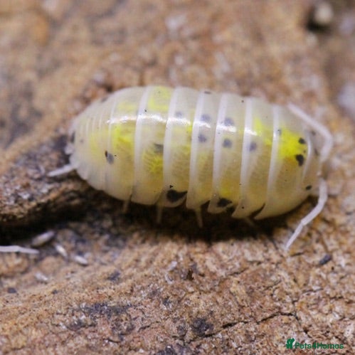 Isopods invertebrates Japanese Magic Potion 40+ - Advert 1