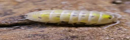 Isopods invertebrates for sale: Japanese Magic Potion 40+ in Street - Advert 1