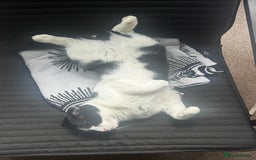 Scottish Fold cats for sale: Very sweet Scottish fold boy  - Image 3
