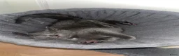 Domestic Shorthair cats for sale: Russian Blue x Domestic Shorthair Kittens - Advert 8
