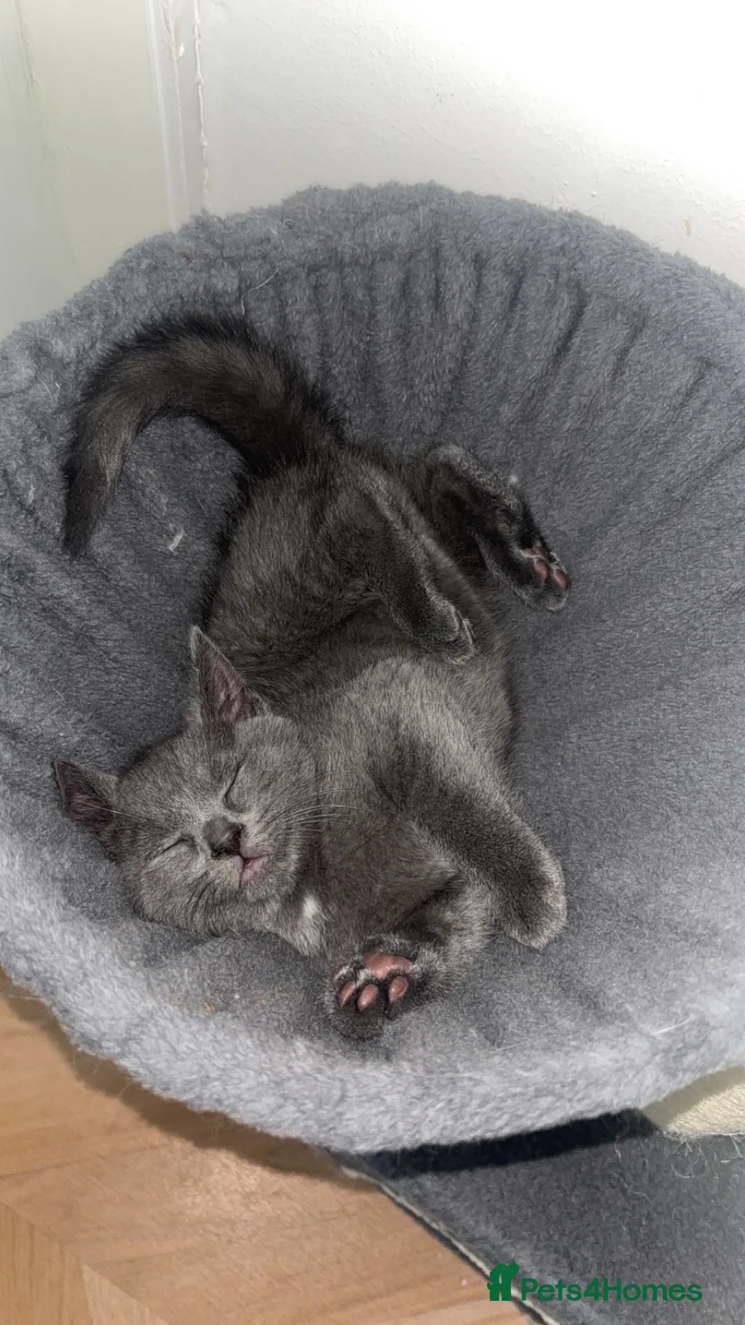 Domestic Shorthair cats for sale: Russian Blue x Domestic Shorthair Kittens - Advert 15