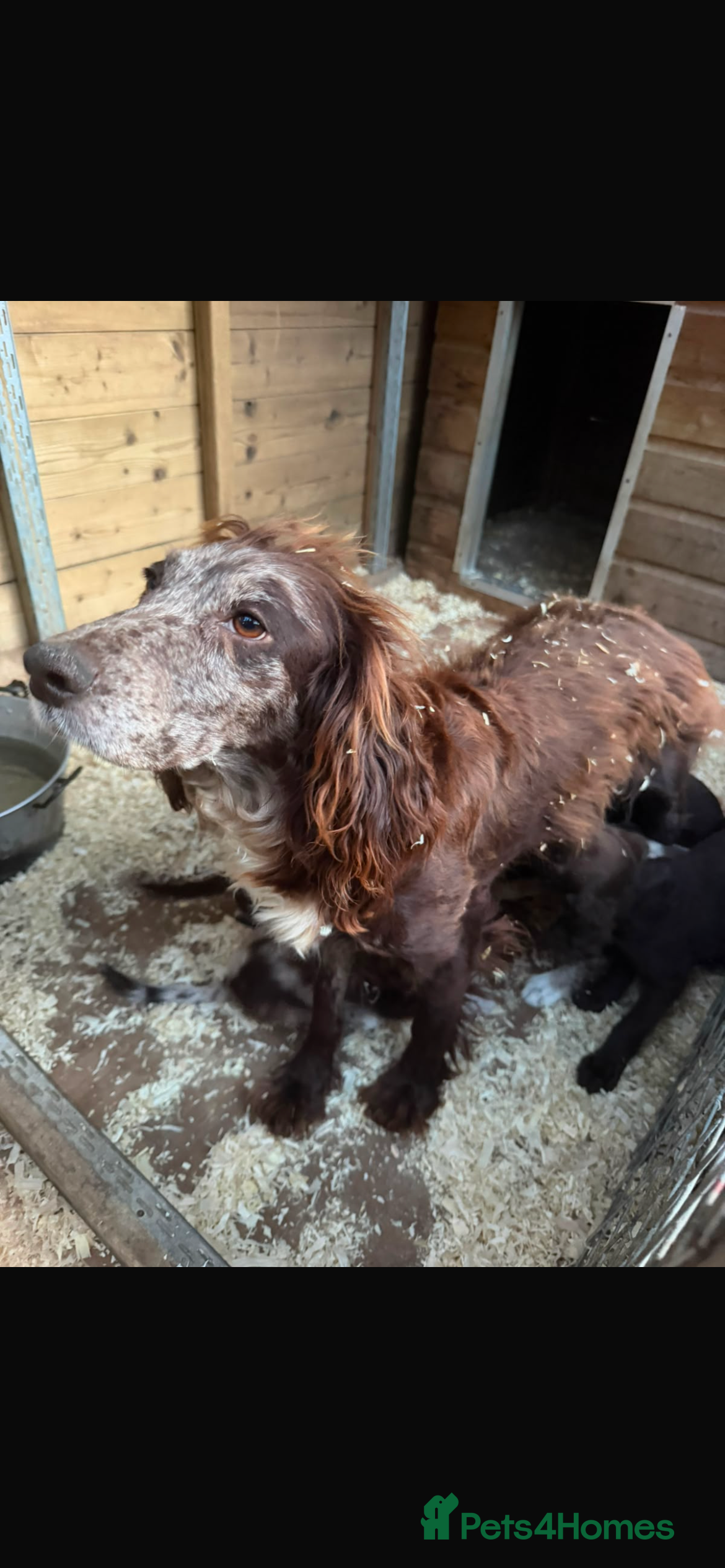 Sprocker dogs Puppies  - Advert 2
