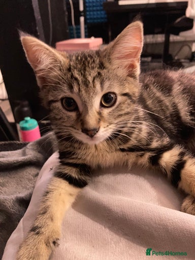 Gallery Image {{count}}