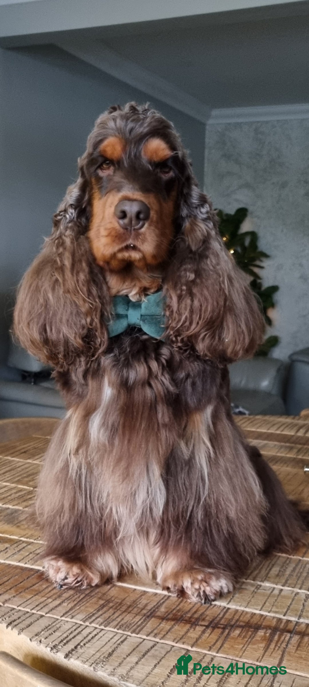 Cocker Spaniel dogs for stud: SHOW COCKER SPANIEL 🐕 health tested stud  in Brentwood - Advert 2