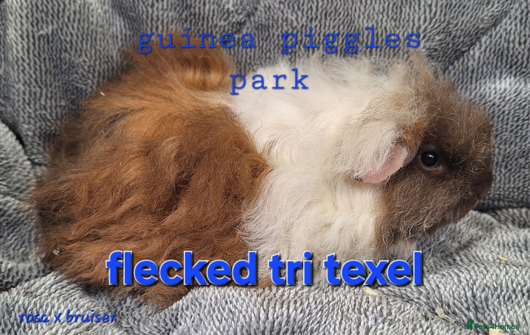 Guinea Pig rodents for sale: Sheltie and texel guinea pig boys - Image 7