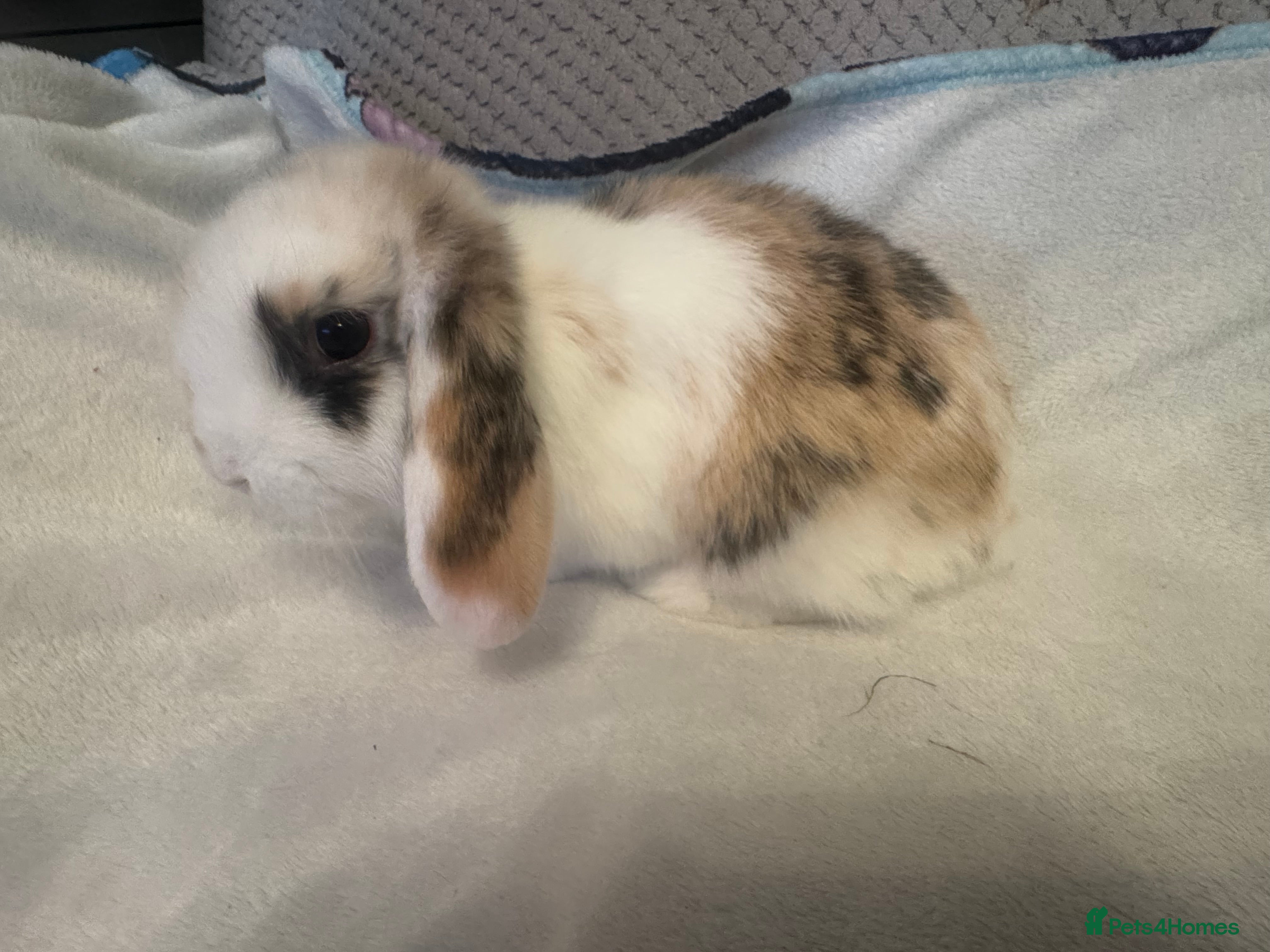 Mini Lop rabbits Mini Lops for sale - Advert 3