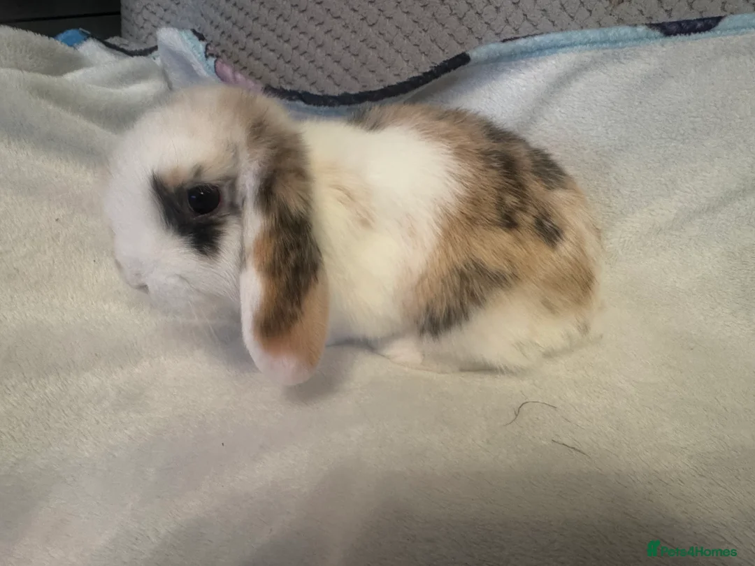 Mini Lop rabbits for sale: Mini Lops for sale - Advert 2