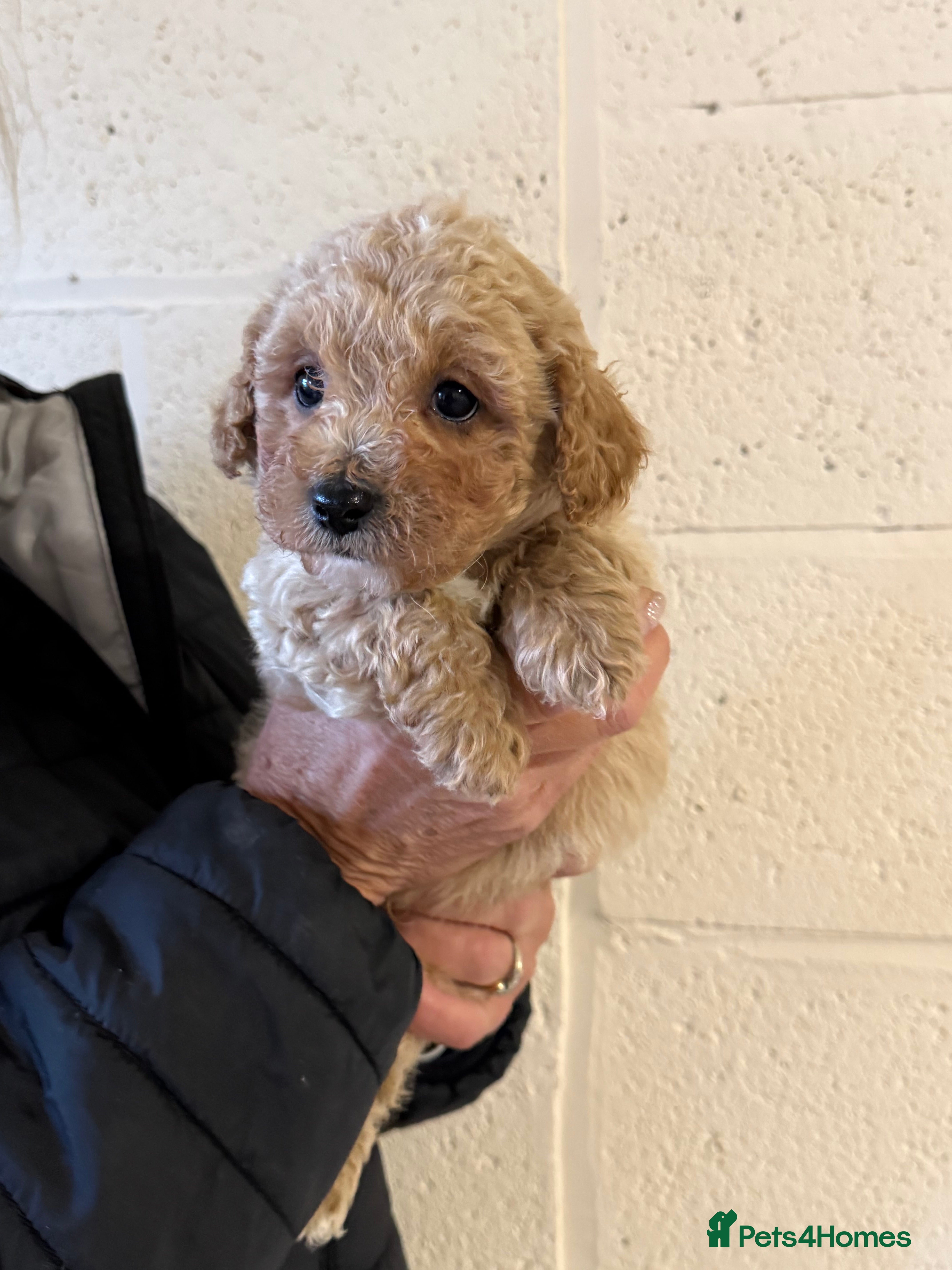 Cavachon dogs Outstanding Toy Cavapoochon Puppies *last girl * - Advert 9