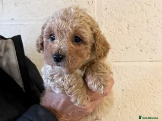 Cavachon dogs Outstanding Toy Cavapoochon Puppies *last girl * - Advert 9