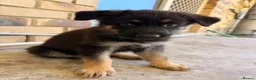 German Shepherd dogs for sale: German Shepherd Puppies Ready Now For Sale in Burton-on-Trent - Advert 4