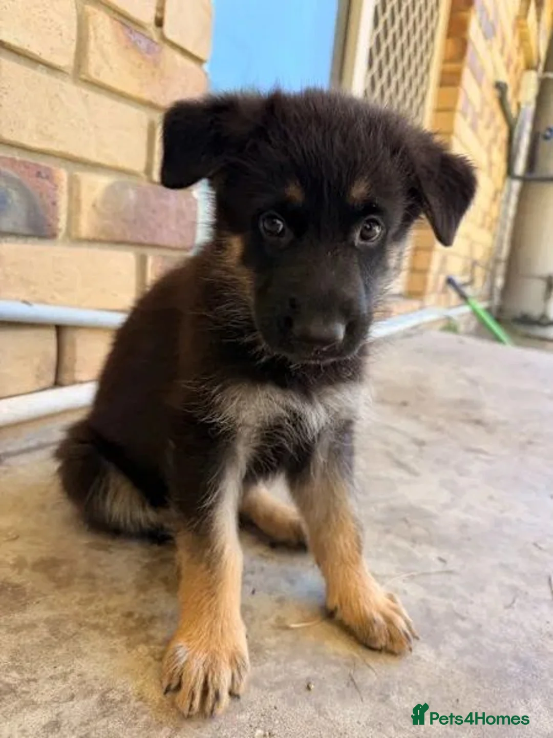 German Shepherd dogs for sale: German Shepherd Puppies Ready Now For Sale in Burton-on-Trent - Advert 4