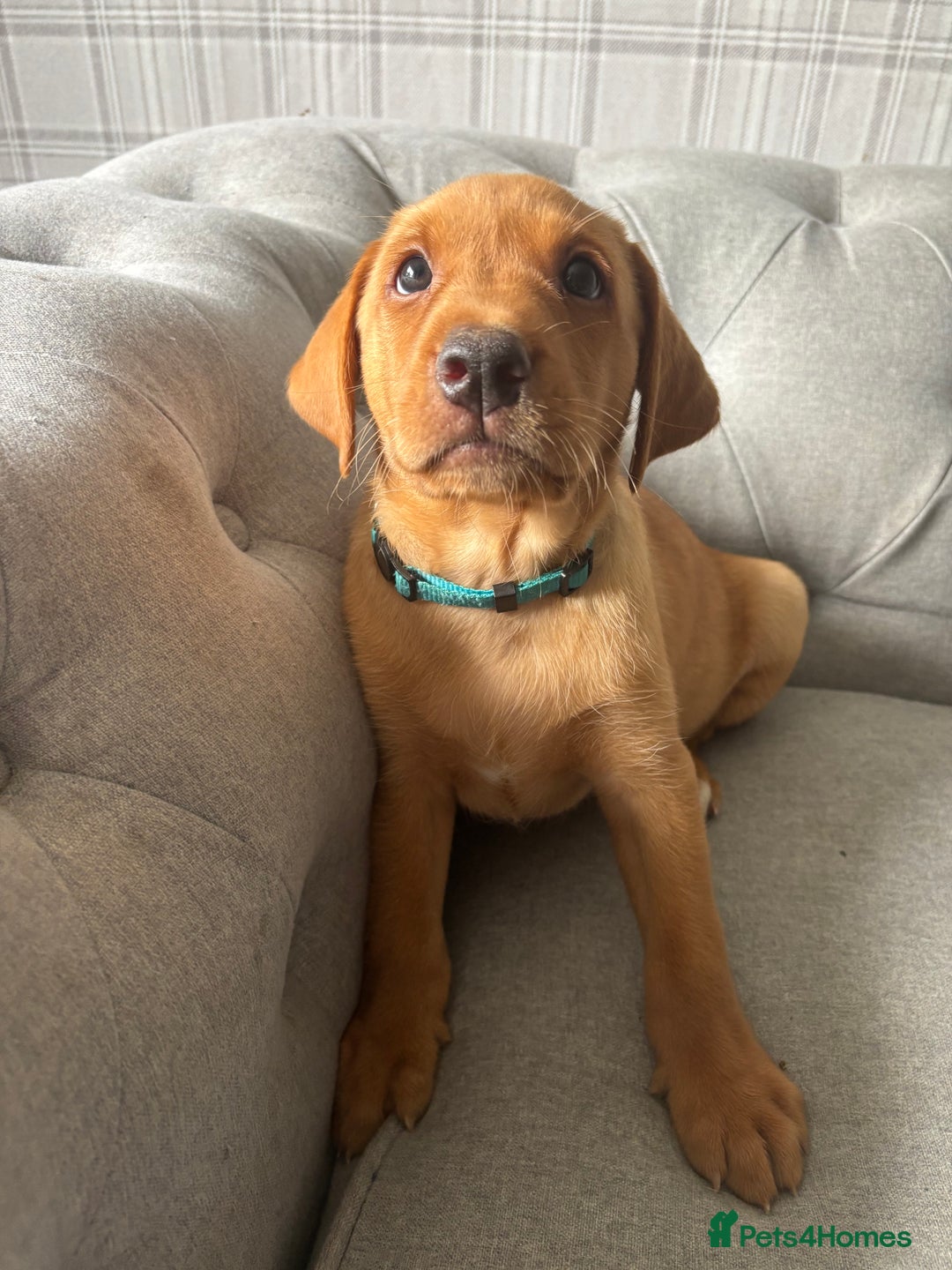 Labrador Retriever dogs for sale: Girl & Boy beautiful lab pups With paperwork  - Image 33