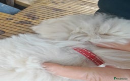 Bichon Frise dogs for sale: In search of a sweet home - Image 11