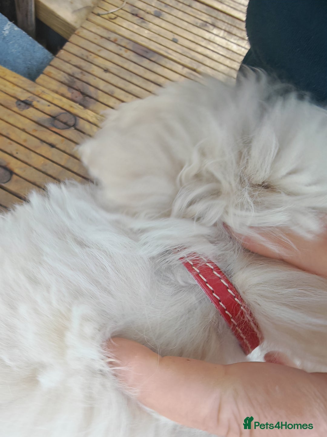 Bichon Frise dogs for sale: In search of a sweet home - Image 11