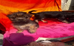 Chorkie dogs for sale: 9 weeks old puppies Yorkshire terrier chihuahuas - Image 10