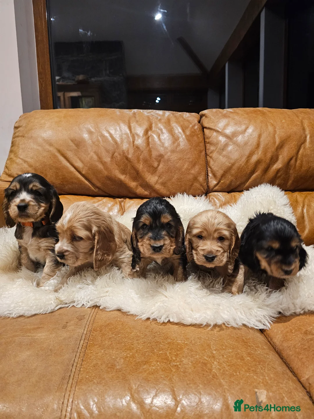 Cocker Spaniel dogs for sale: 5* Show Type Cocker Spaniels Villaspaniol Lines - Advert 13