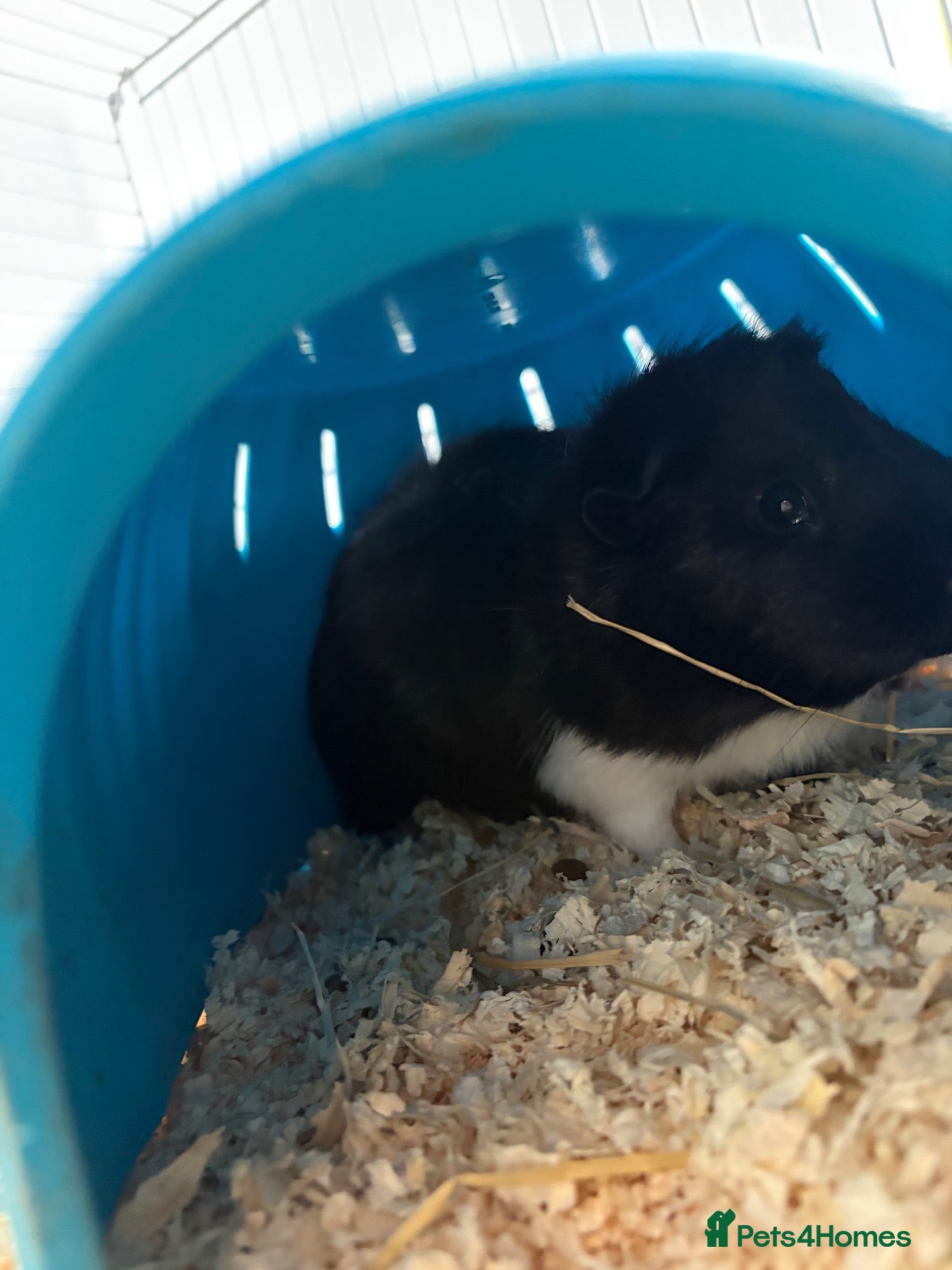Guinea Pig rodents Male guinea pig  - Advert 2