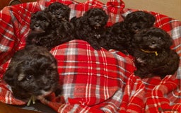 Shihpoo dogs for sale: 6 Georgeous Shipoo Teddy pups - Image 1