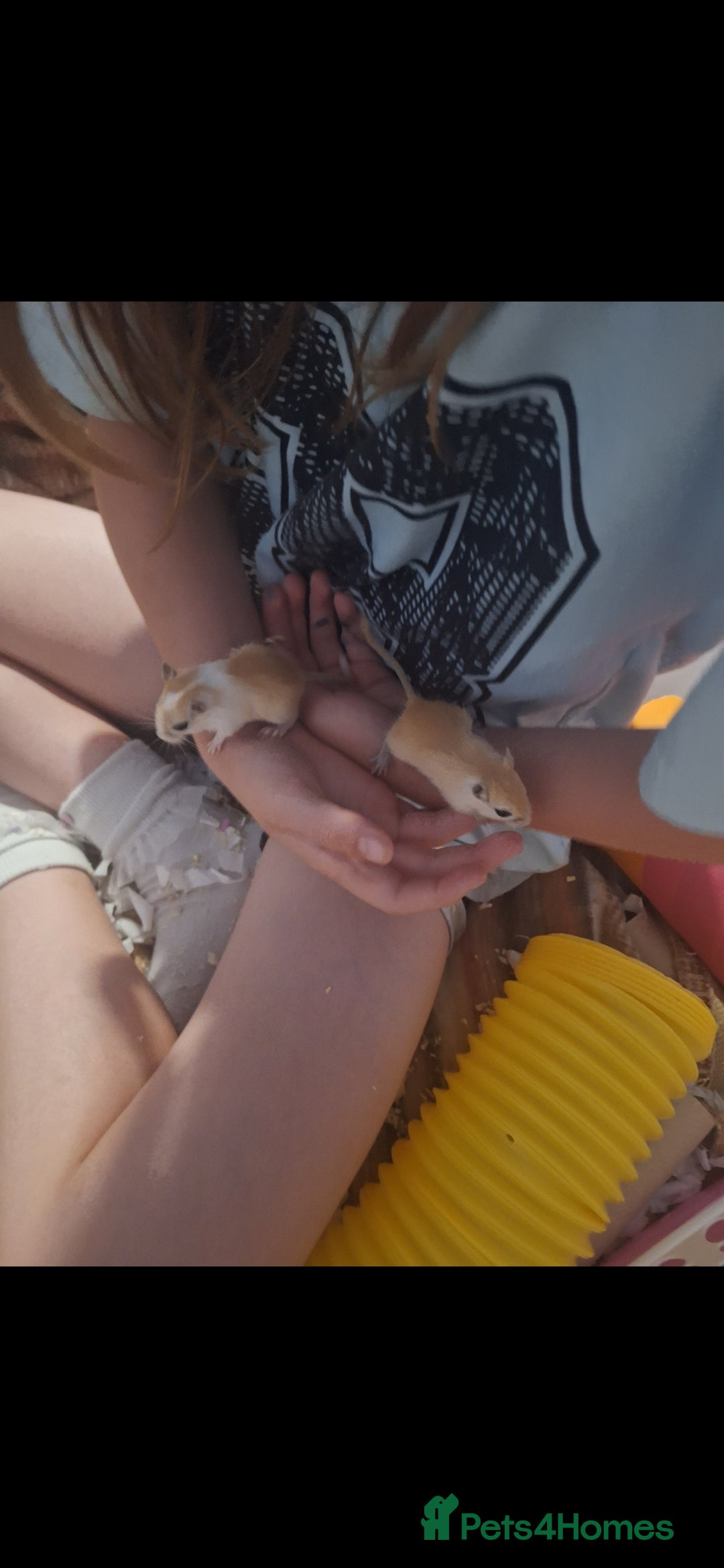 Gerbil rodents for sale: 4 baby gerbils 7 weeks old - Image 7