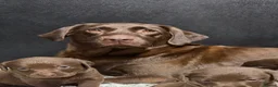 Labrador Retriever dogs for sale: Outstanding choc Labs COI 1% full Health status  in Carlisle - Advert 14
