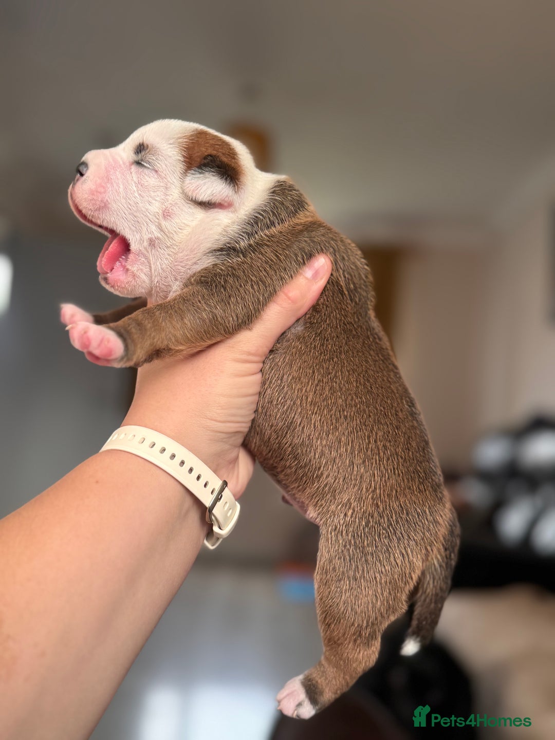 Staffordshire Bull Terrier dogs for sale: KC Staffordshire Bull Terrier - Image 11