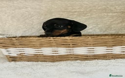 Miniature Dachshund dogs for sale: Photo's do not do this litter justice - Image 4