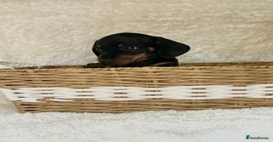 Miniature Dachshund dogs - Advert 13