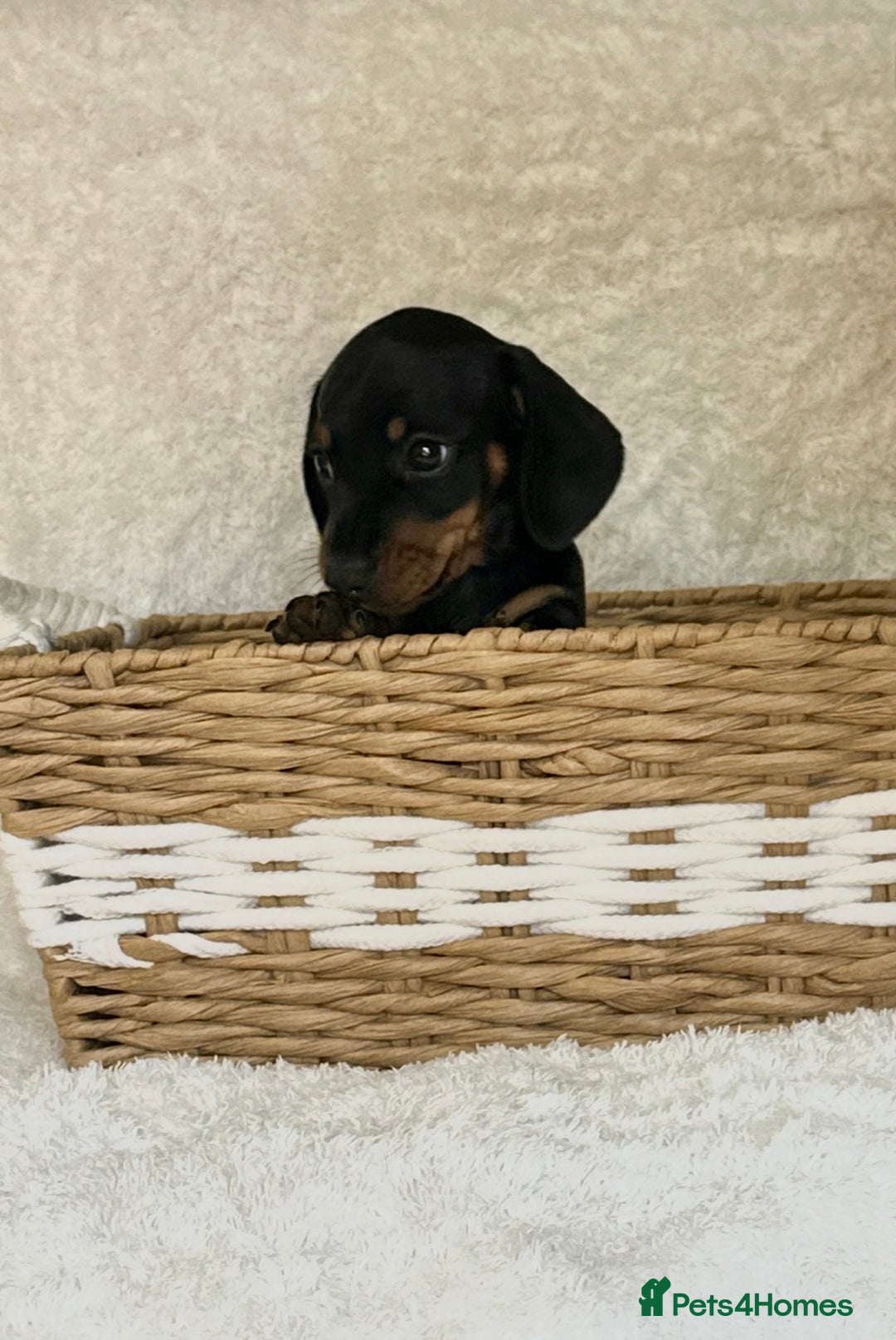 Miniature Dachshund dogs for sale: Photo's do not do this litter justice - Image 4